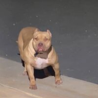 Scorpion kennels Nala of Division 61 Bully Kennel