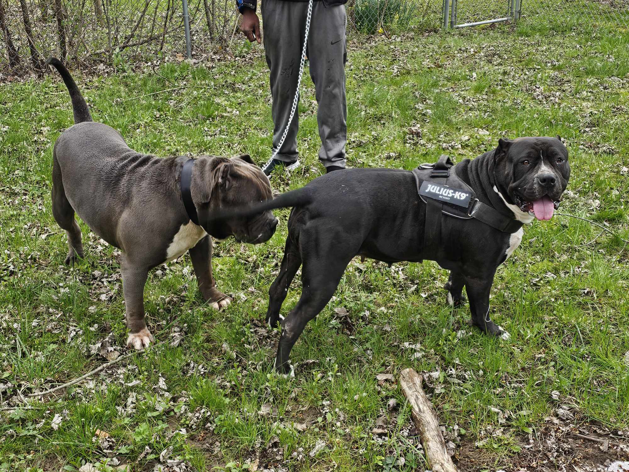 Dog Featured Image