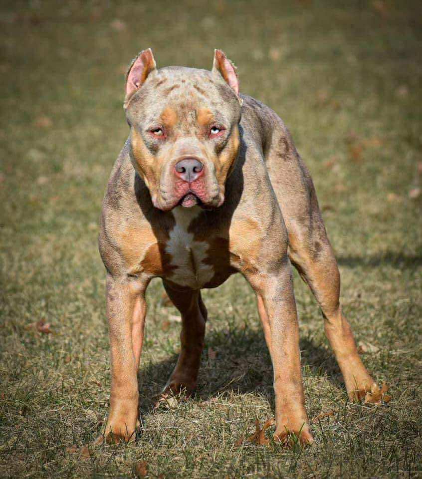 Dog Featured Image