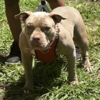 Texas Unique kennel’s Xena