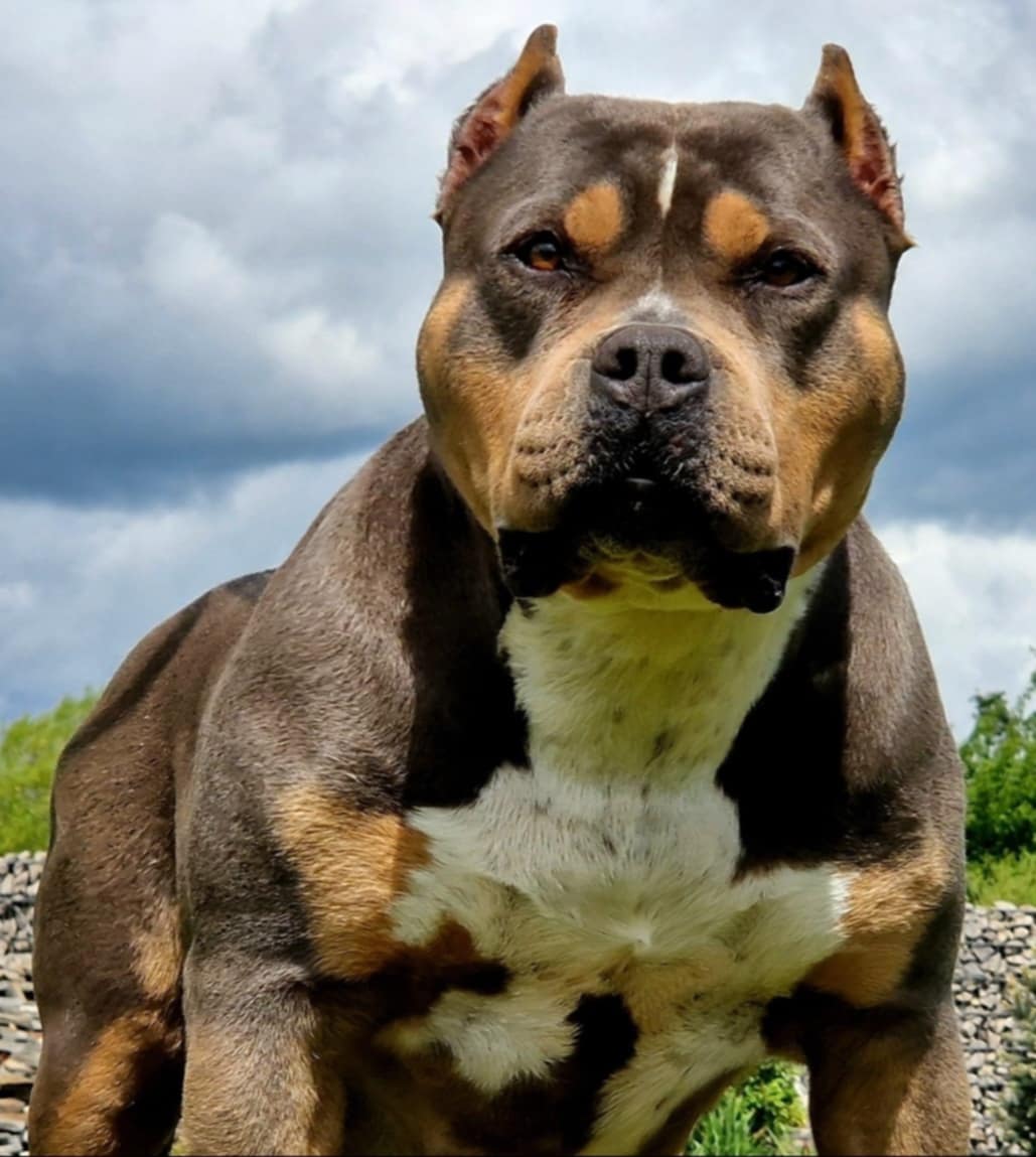 Dog Featured Image