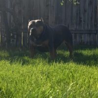 Thor Tyson