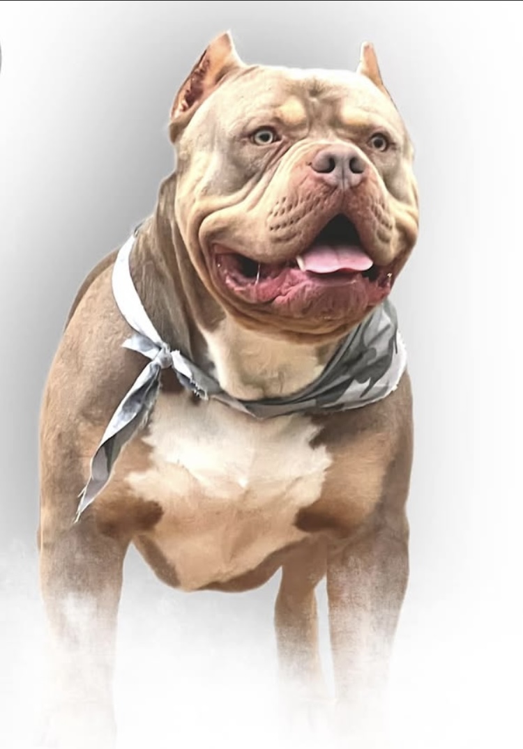 Dog Featured Image
