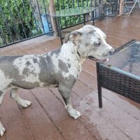 Sharline’s Cruella Deville