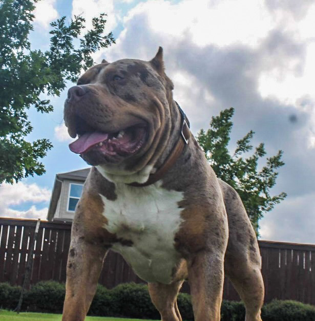Dog Featured Image