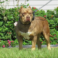 Topdog Khalua Reign’s