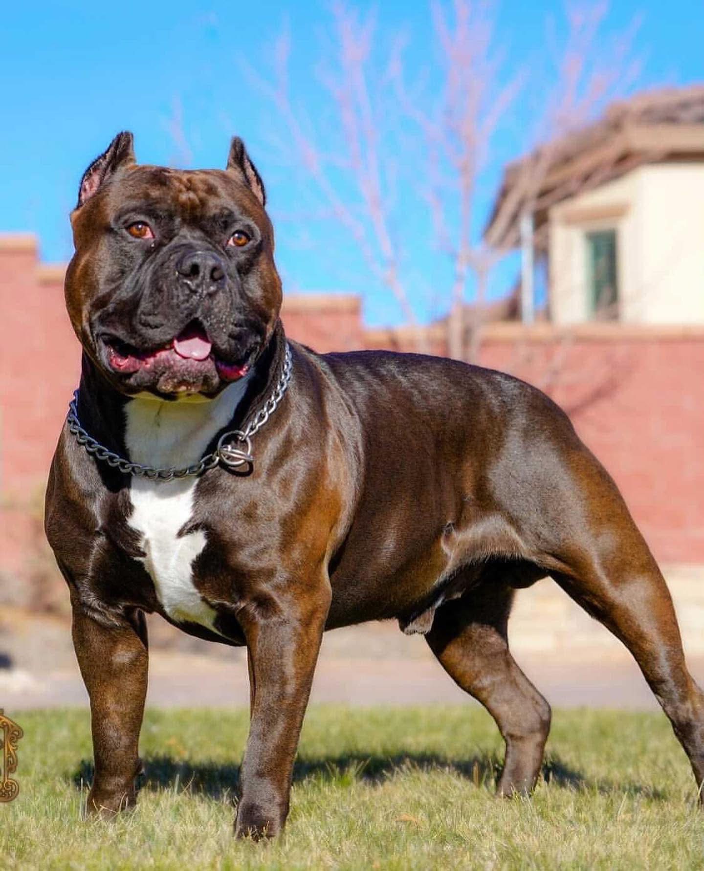 Dog Featured Image