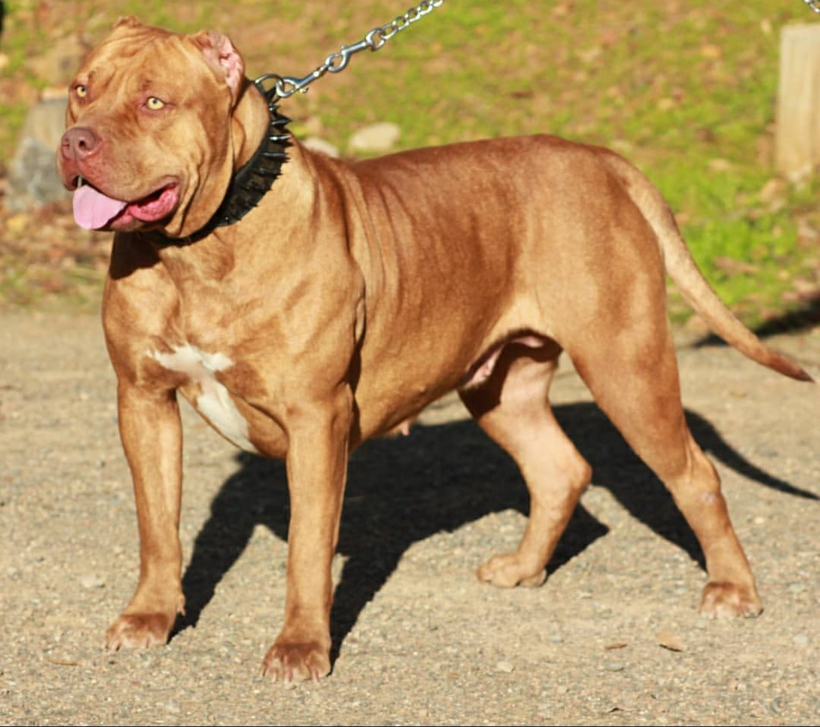 Dog Featured Image