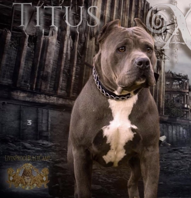 Dog Featured Image