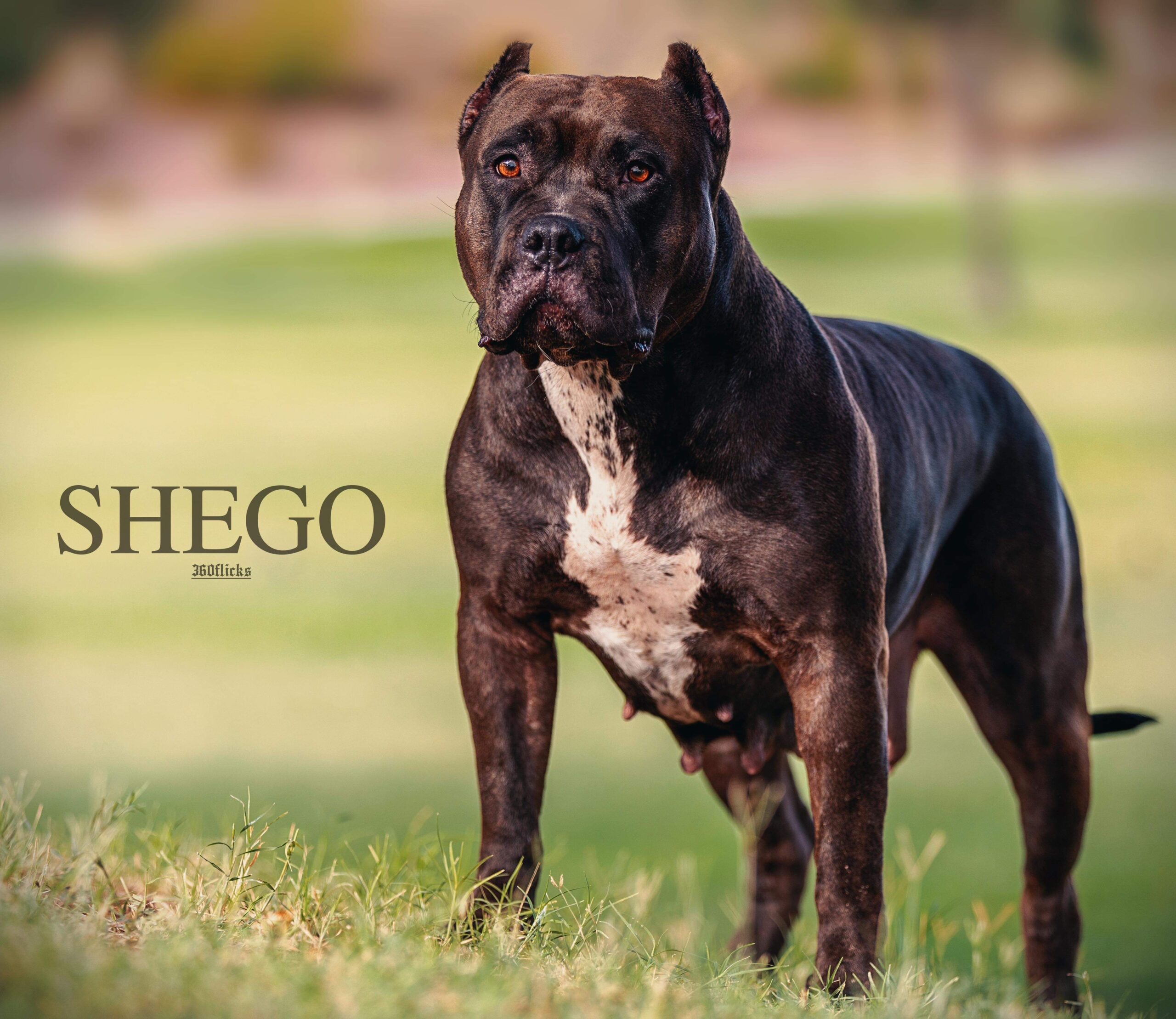 Dog Featured Image