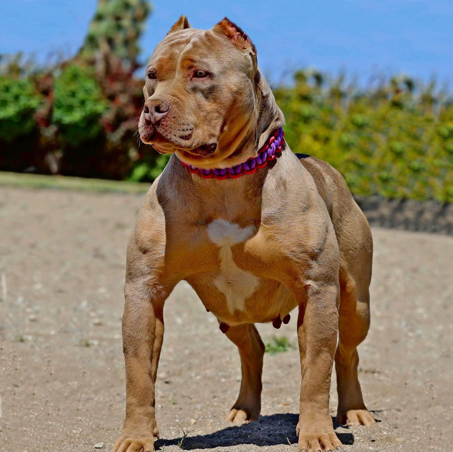 Dog Featured Image