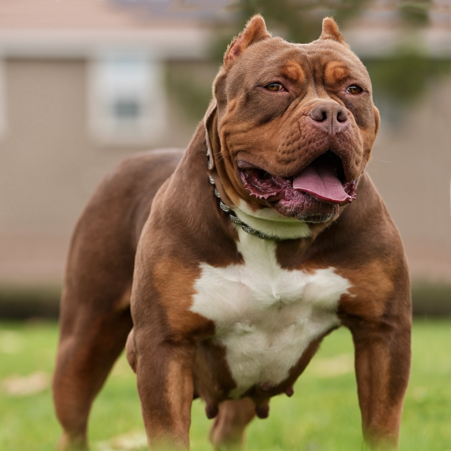 Dog Featured Image