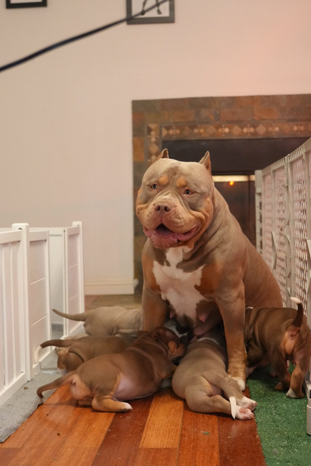 Additional Dog Image