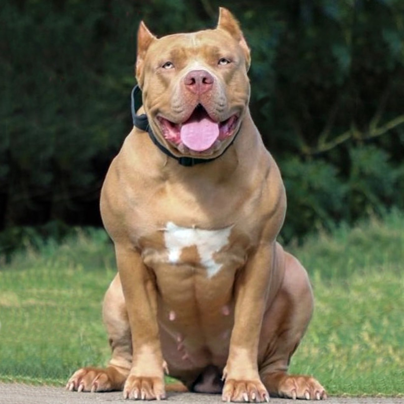 Dog Featured Image