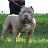 Slivon’s EL Chapo