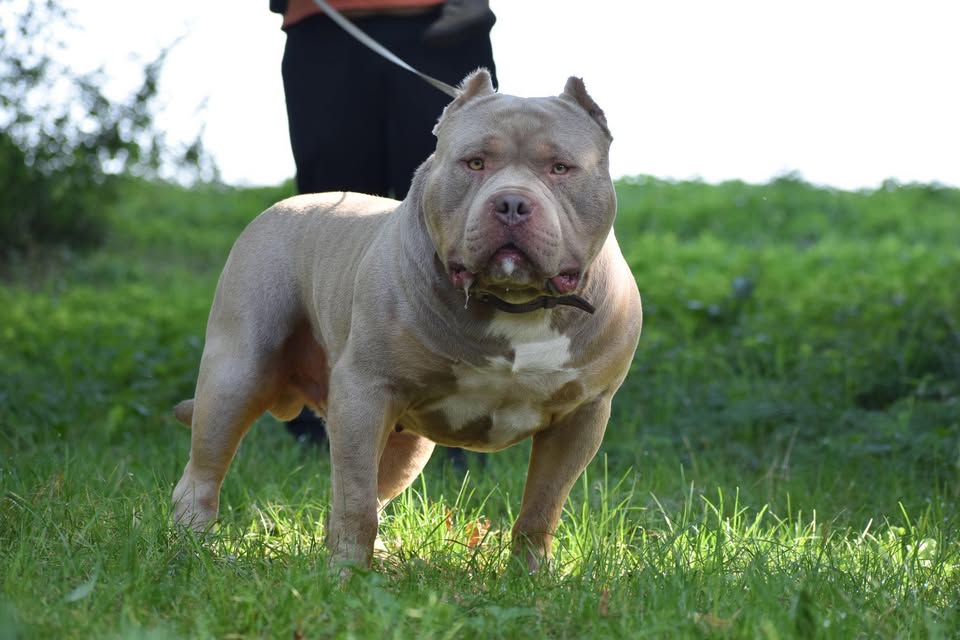 Dog Featured Image