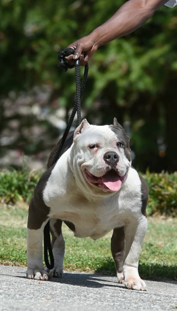 Dog Featured Image