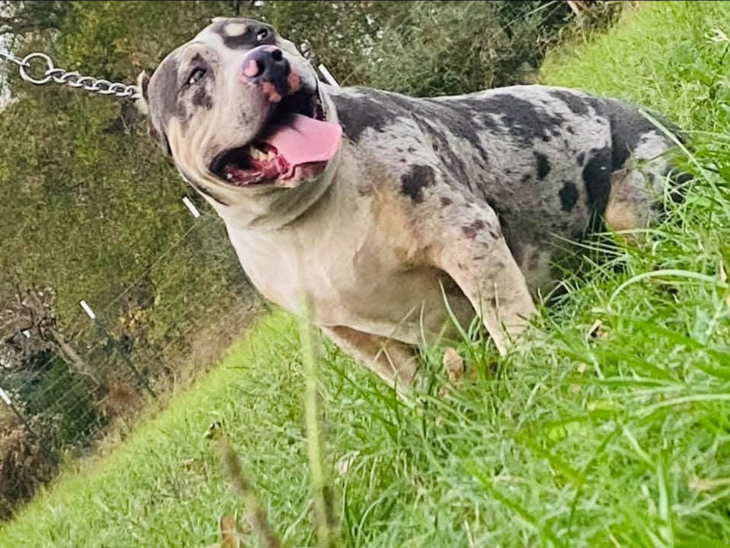 Dog Featured Image