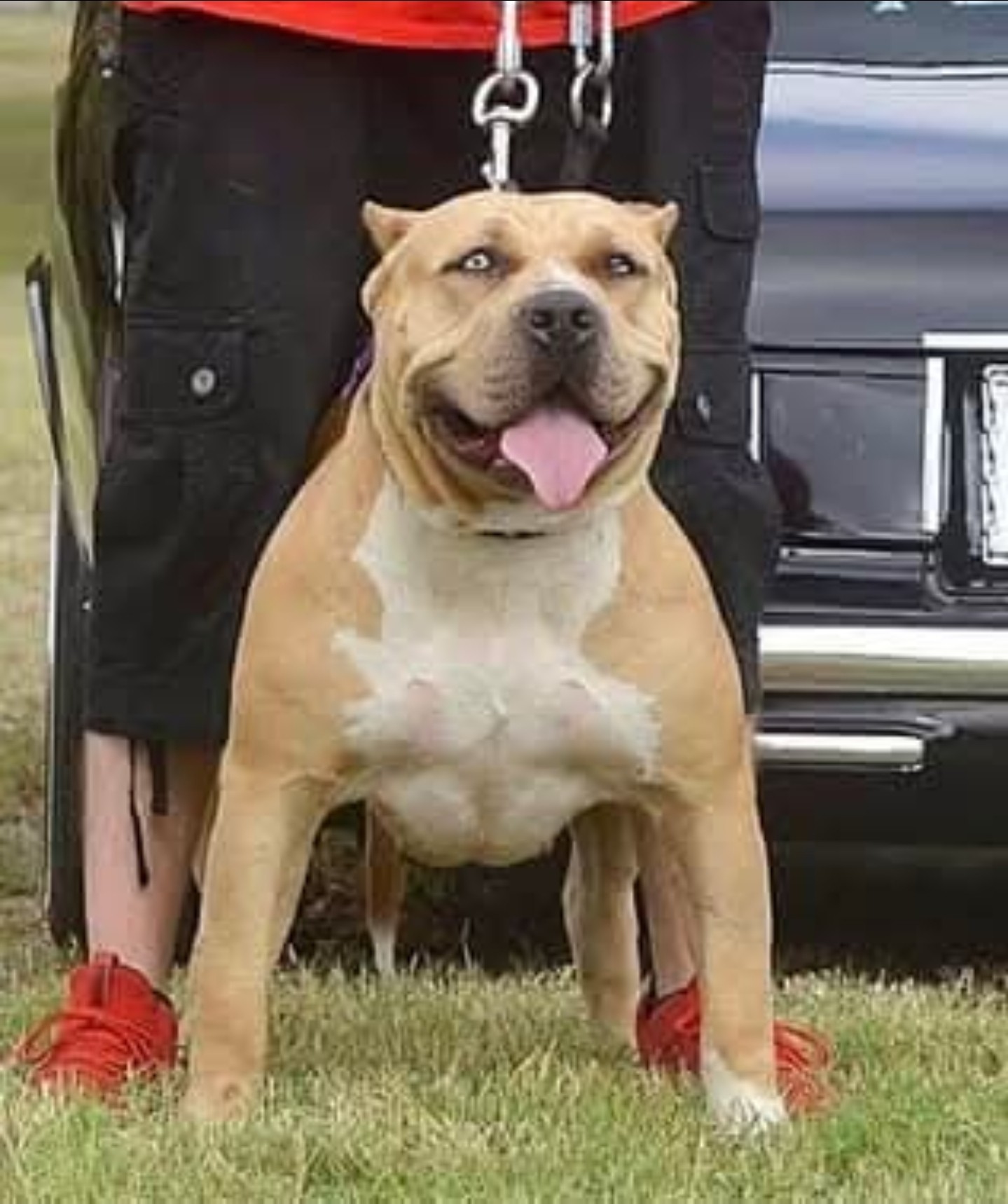 Dog Featured Image