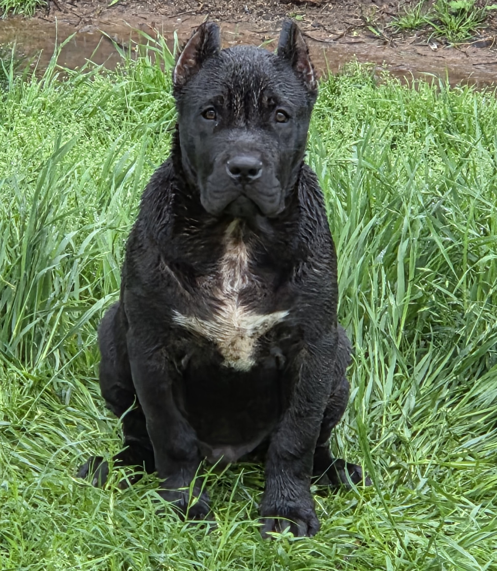 Dog Featured Image