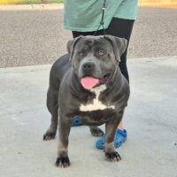 TxTHB Big Bonnie of Born Winners