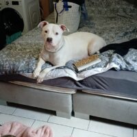 Dutch muscle bullies ice queen