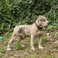 Staytrue bully camp GHOST