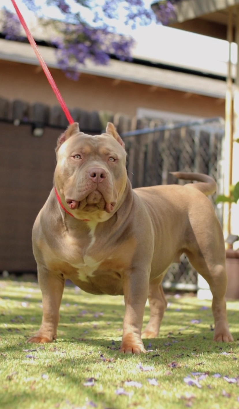 Dog Featured Image