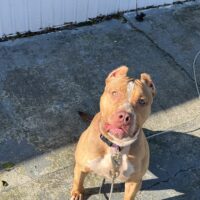 Dog Featured Image