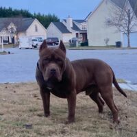 Dog Featured Image