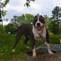 Dog Featured Image