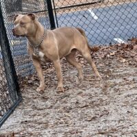 RAW Kennels Latto