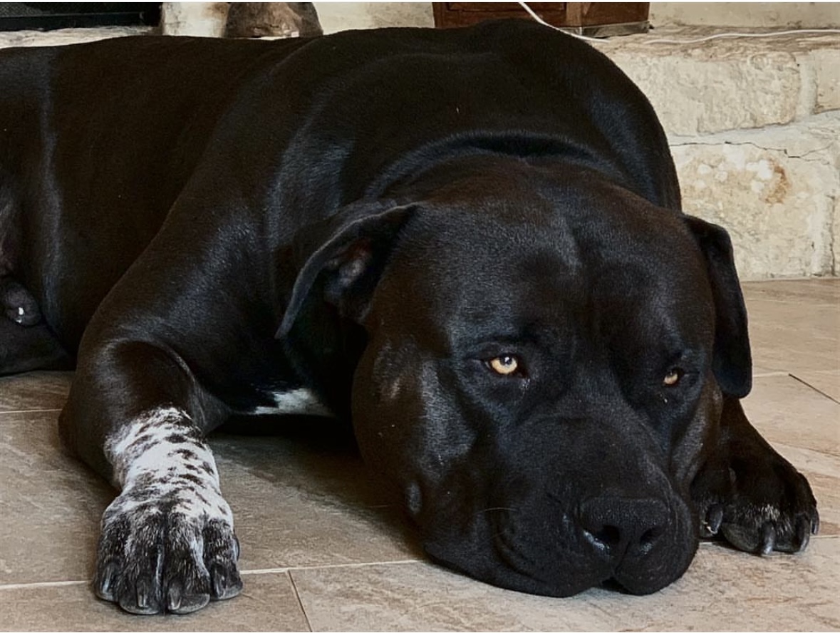 Dog Featured Image