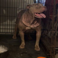Sunlines Sandy of GregLine kennels