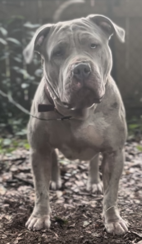 Dog Featured Image