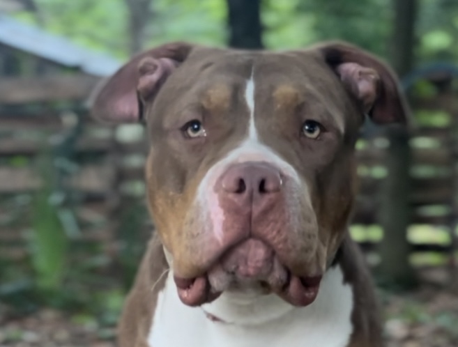 Dog Featured Image