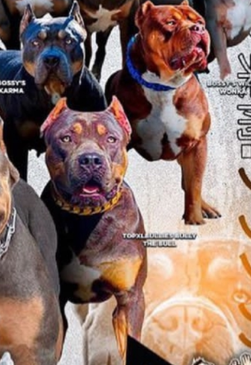 Dog Featured Image