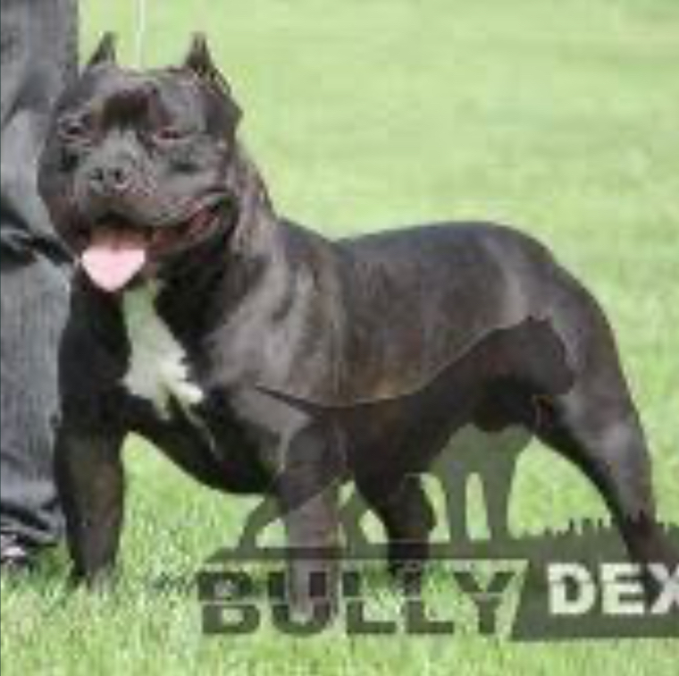 Dog Featured Image