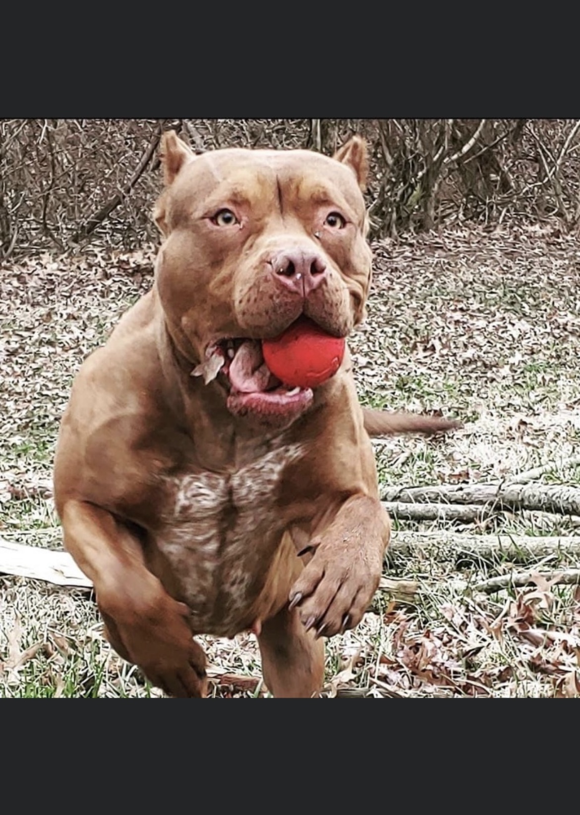 Dog Featured Image