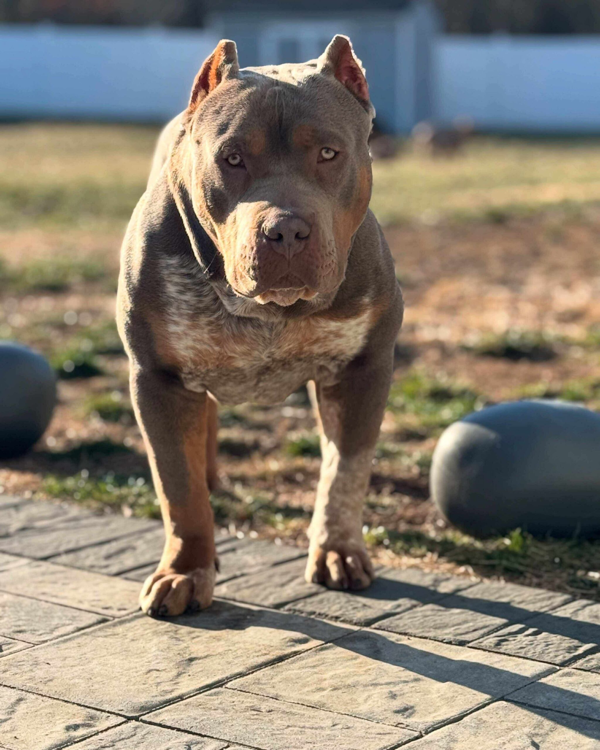 Dog Featured Image