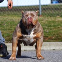 EMB Phoenix of Enzo bullies