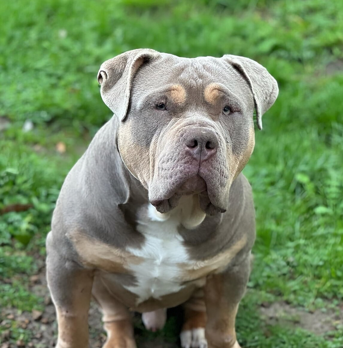 Dog Featured Image