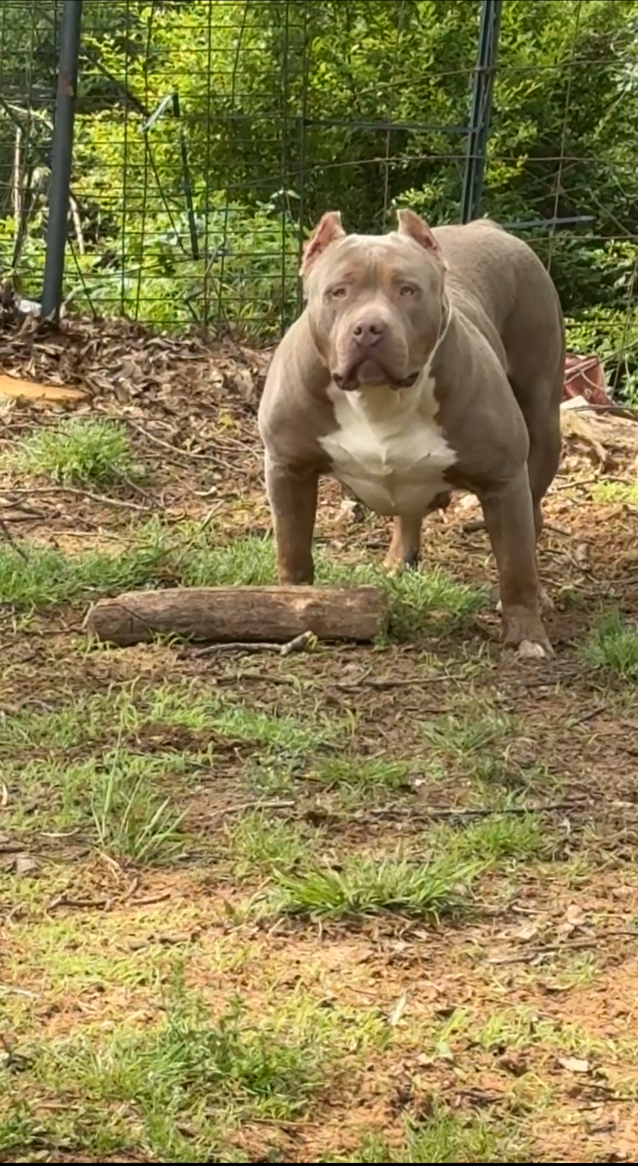 Dog Featured Image