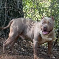 BGK-Juicejay