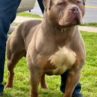 KING KYRO