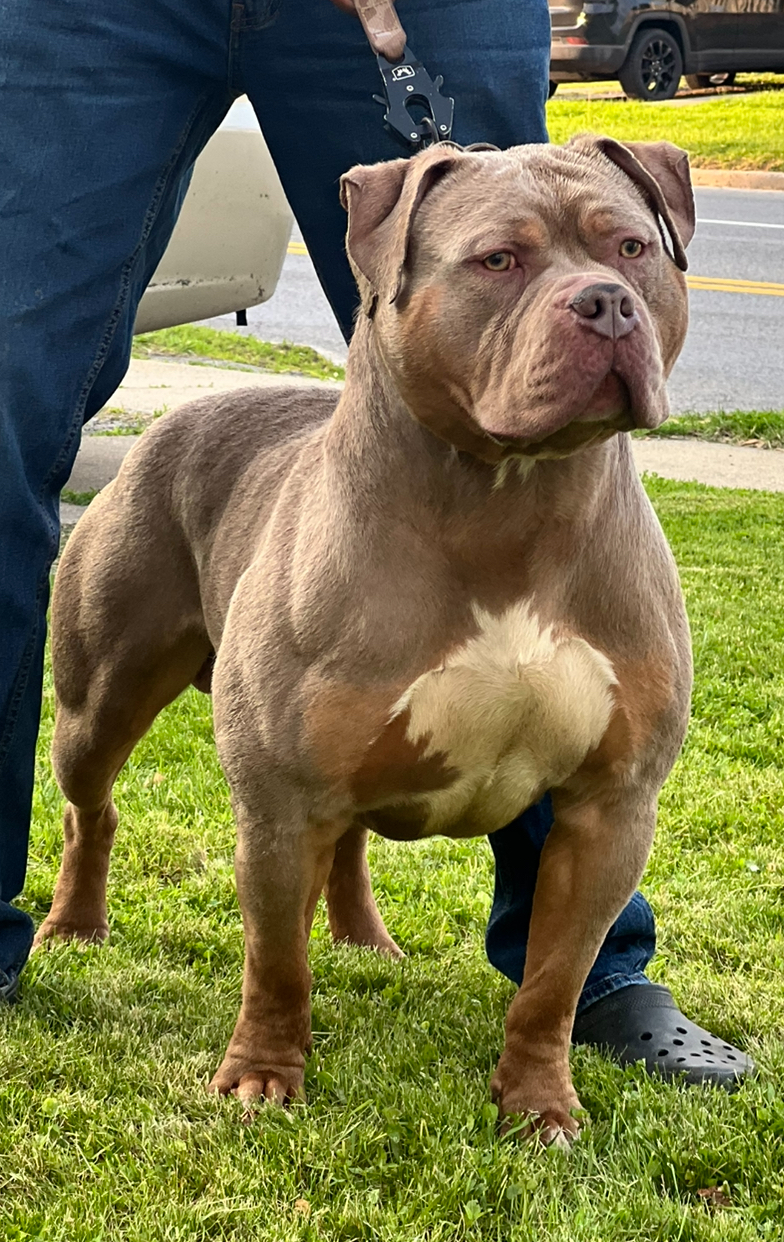 Dog Featured Image
