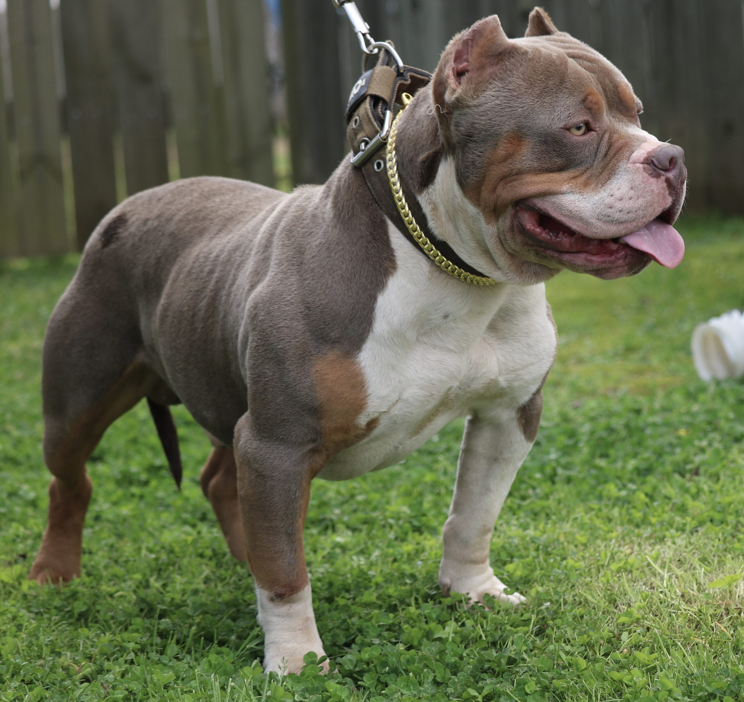 Dog Featured Image