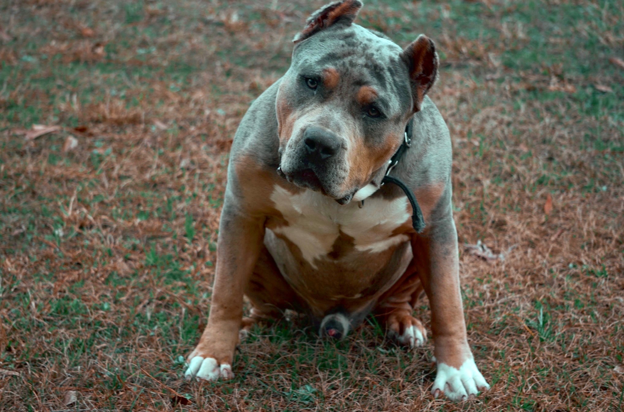 Dog Featured Image