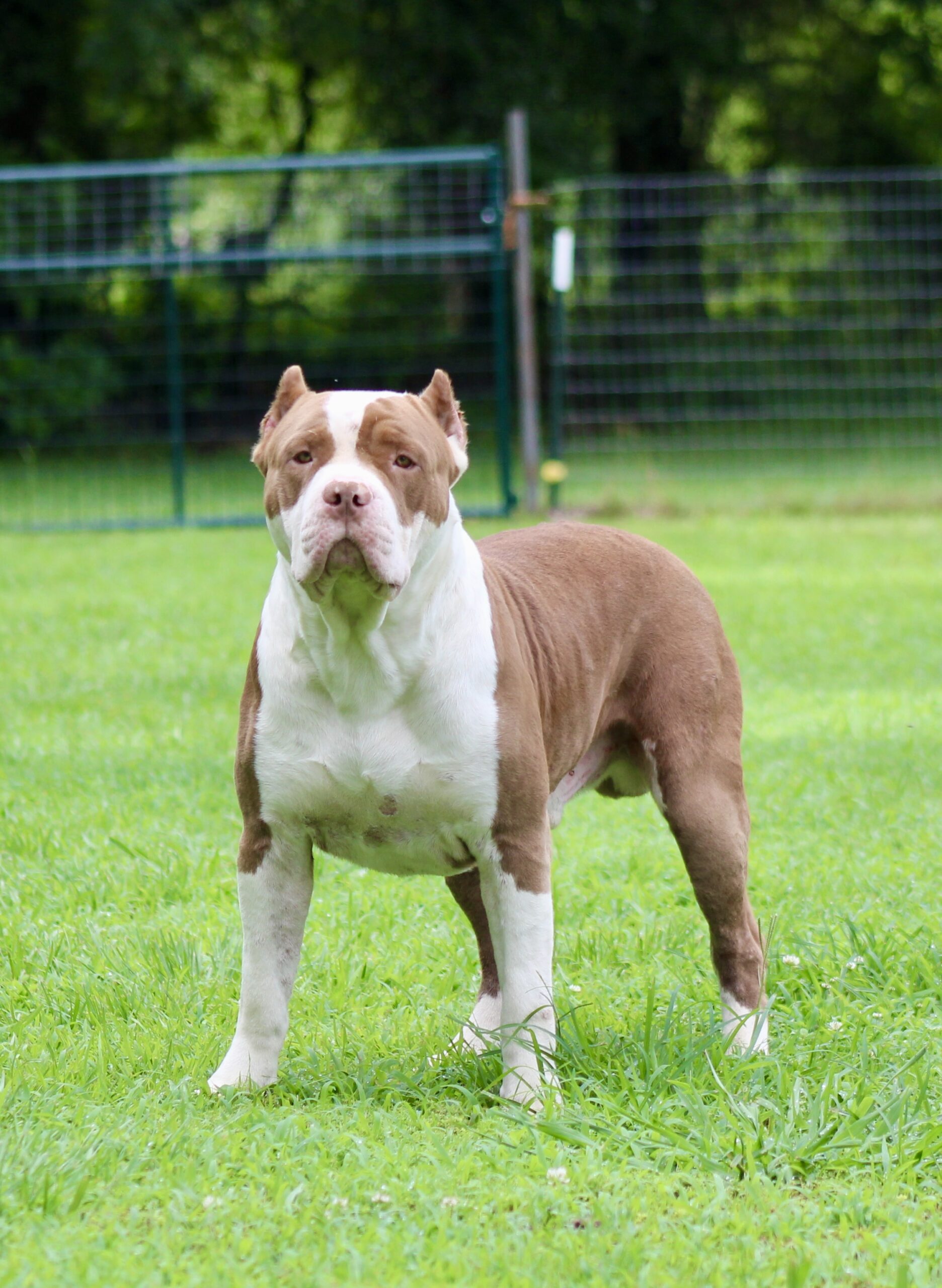 Dog Featured Image