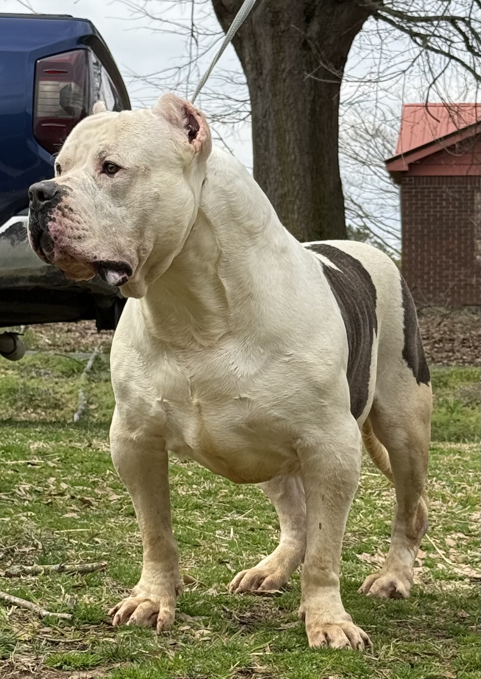 Dog Featured Image